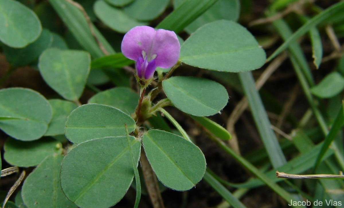 Grona triflora (L.) H.Ohashi & K.Ohashi